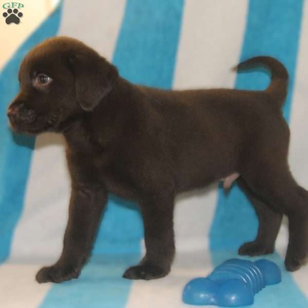 Reese, Chocolate Labrador Retriever Puppy